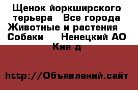 Щенок йоркширского терьера - Все города Животные и растения » Собаки   . Ненецкий АО,Кия д.